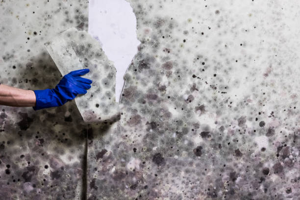 Best Certified Mold Removal  in Kenmar, PA