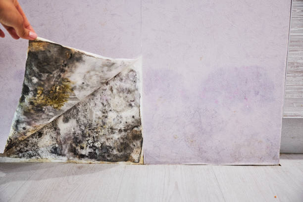 Best Fast Mold Removal  in Kenmar, PA